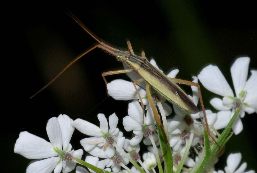 Miridae dell''Emilia (MO)_Notostira sp. e Trigonotylus